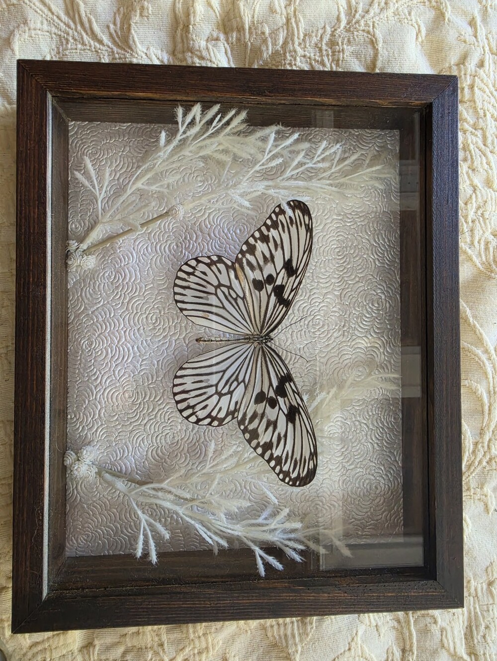 Framed Butterfly Specimen